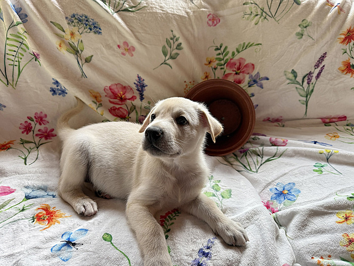 chinook puppy